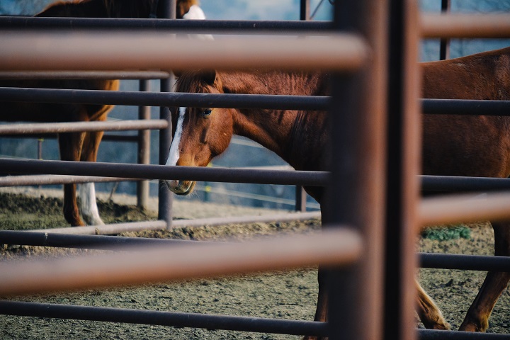 Time-Saving Guide for Building Pipe Corrals