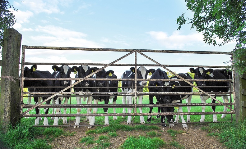 The Process of Hanging a Farm Gate