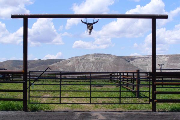 Arena gate w cowboy latch 41