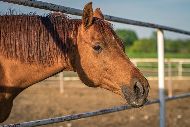 Identifying the Most Reliable Horse Fencing Types