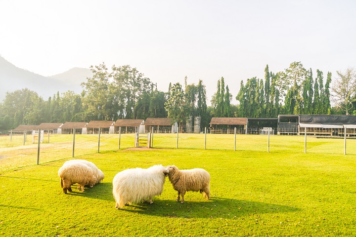 Enchanting Livestock Fencing: Unveil the Perfect Solution