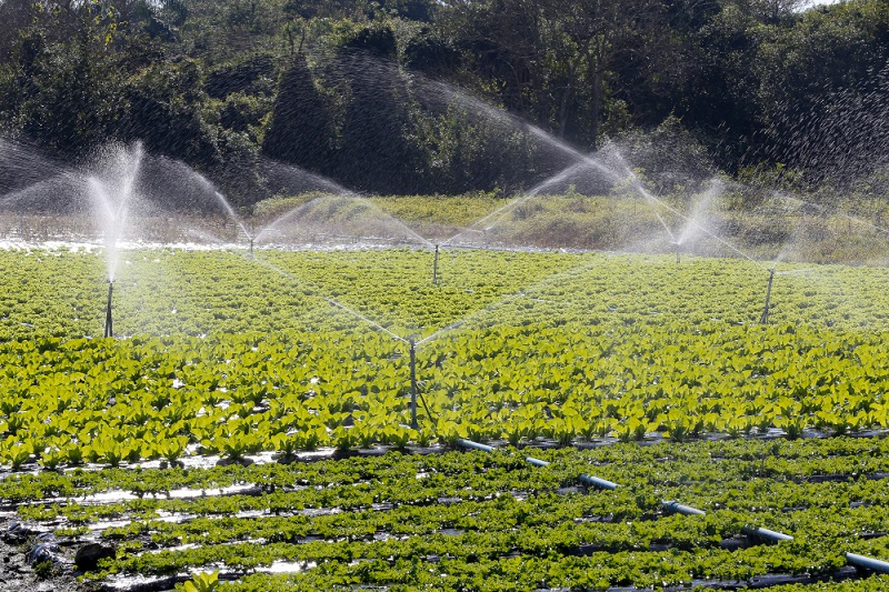 Drip Irrigation: Boosting Crop Yield with Efficiency