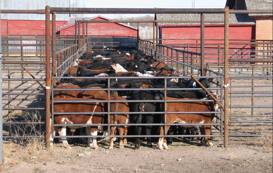 Can Your Cattle Fence Withstand a Bull’s Deadly Charge?