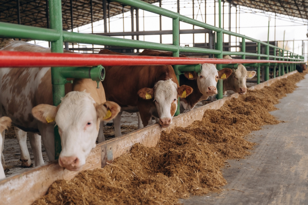 Why Fencing Pipe is the Best Choice for Agricultural Fences